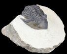 Detailed Metacanthina (Asteropyge) Trilobite - Lghaft #54334-1